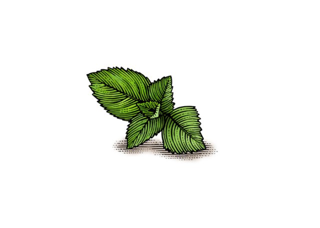 mint leaf art - positive